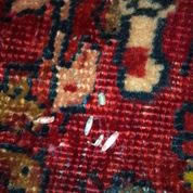 Insect Removal from Area Oriental Rugs Milwaukee